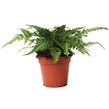 image ADIANTUM RUMOHRA