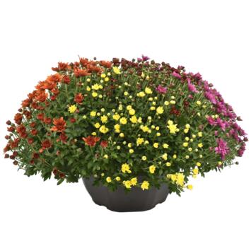 image CHRYSANTHEME MULTI 50/60 3COULEURS COUPE