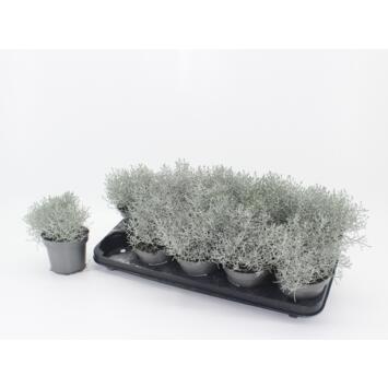 image CALOCEPHALUS BROWNII