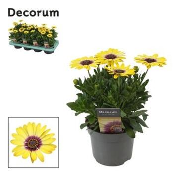 image OSTEOSPERMUM BLUE EYED BEAUTY