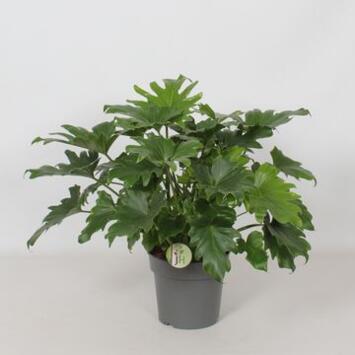 image PHILODENDRON LITTLE HOPE