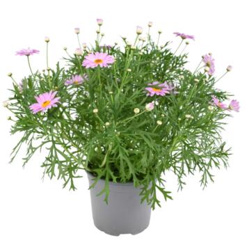 image ANTHEMIS COULEUR
