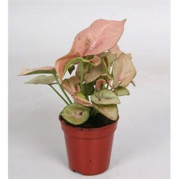 image SYNGONIUM RED HEART