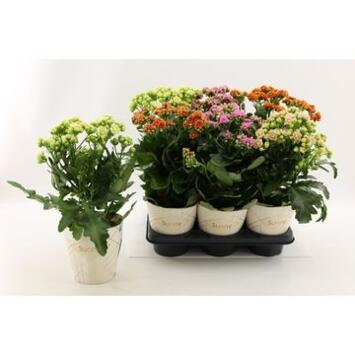 image KALANCHOE SUNNY