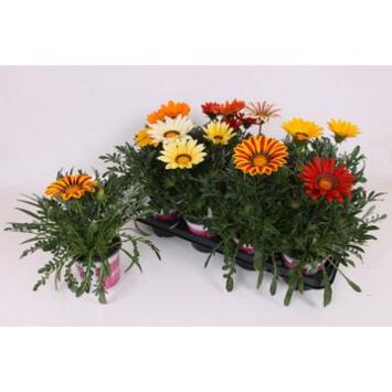 image GAZANIA BIG KISS VARIE