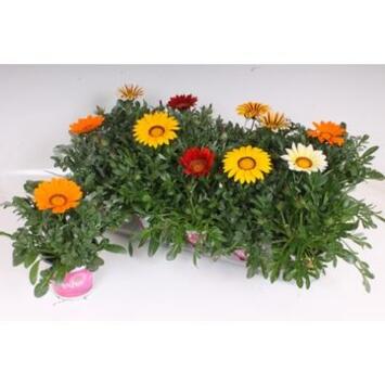 image GAZANIA BIG KISS VARIE