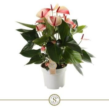 image ANTHURIUM MYSTIQUE 7FL+