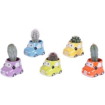 image CACTUS VARIES CERAM VOITURE