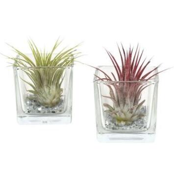 image TILLANSDIA VERRE