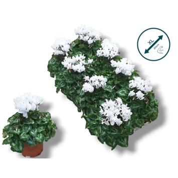 image CYCLAMEN SUPER SERIE BLANC