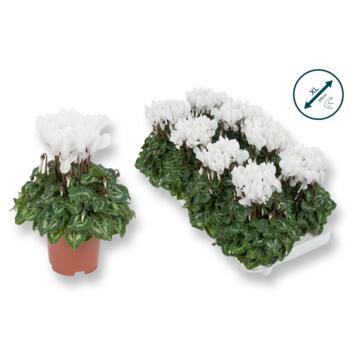 image CYCLAMEN SUPER SERIE BLANC