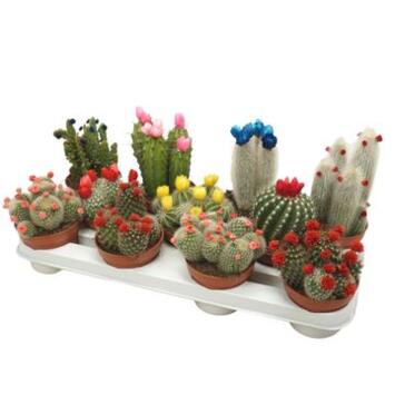 image CACTUS VARIES