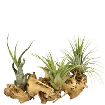 image TILLANDSIA SUPPORT BOIS
