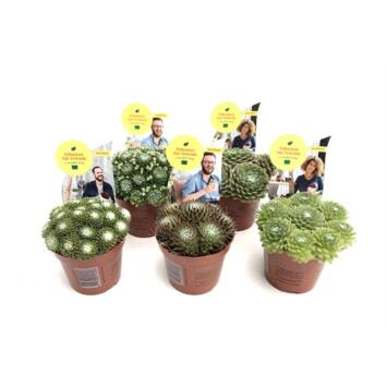 image SEMPERVIVUM