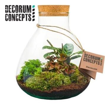 image COMPO 3 PLANTES VERRE