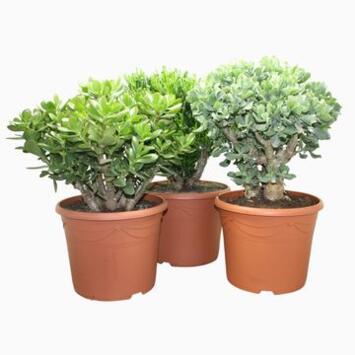 image CRASSULA VARIES