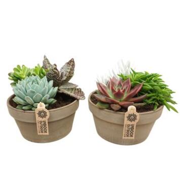 image COMPO SUCCULENTES X3 P TERRE