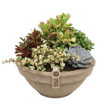 image COMPO SUCCULENTES X5 P TERRE
