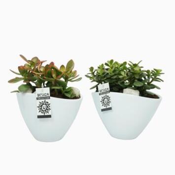 image COMPO SUCCULENTES CERAM