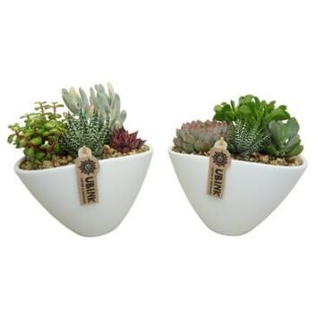 image COMPO SUCCULENTES CERAM