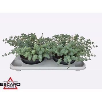 image SEDUM SIEBOLDII