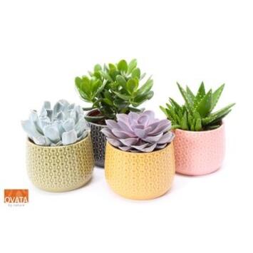 image SUCCULENTE VARIEES CERAM