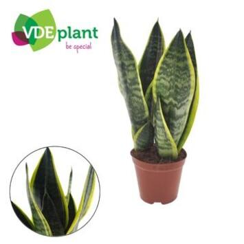 image SANSEVIERIA FUTURA SUPERBA