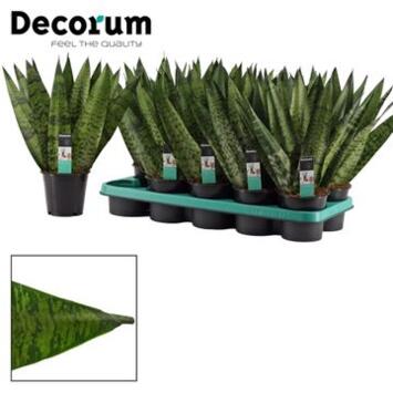 image SANSEVIERIA ZEYLANICA FAN
