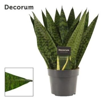 image SANSEVIERIA ZEYLANICA FAN
