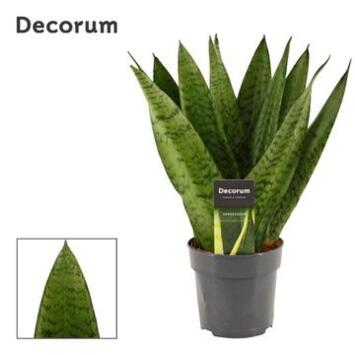 image SANSEVIERIA ZEYLANICA FAN