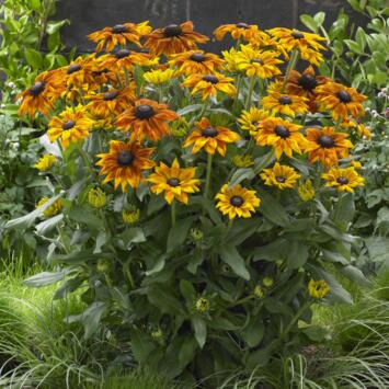 image RUDBECKIA SUMMERINA YELLOW