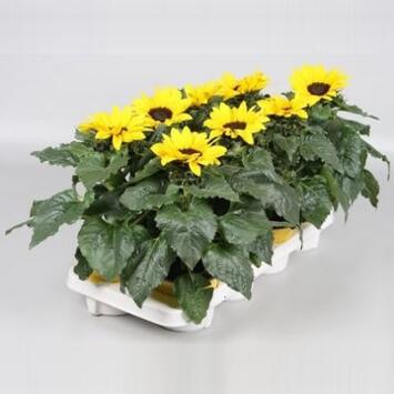 image HELIANTHUS SUNSATION
