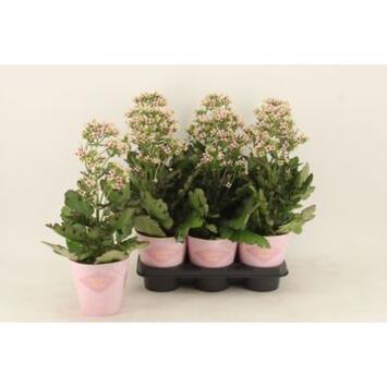 image KALANCHOE FEMININE PINK