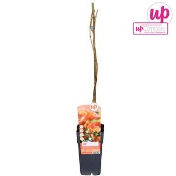 image CAMPSIS MADAME GALEN