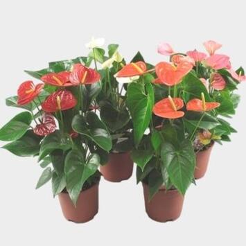 image ANTHURIUM ANDREANUM VARIES &