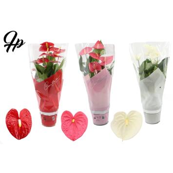 image ANTHURIUM ANDREANUM VARIES &