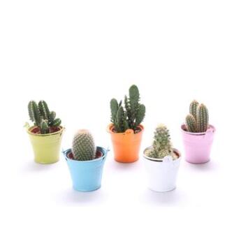 image CACTUS SEAU ZINC