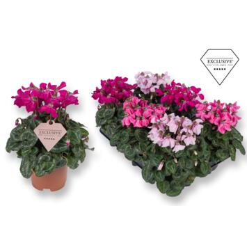 image CYCLAMEN PETTICOAT VARIE 20CM