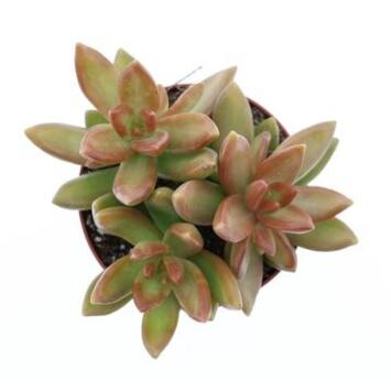 image SEDUM NUSSBAUMERIANA