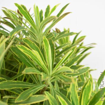 image EUPHORBIA MARTINII ASCOT RAINBOW