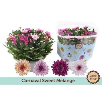 image DENDRANTHEMA CARNAVAL COUPE