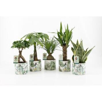 image PLANTES VERTES CERAM DECO