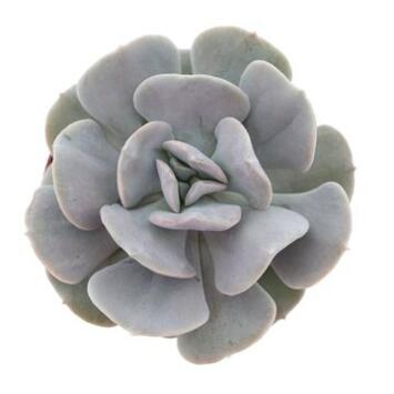 image ECHEVERIA QUEBEC
