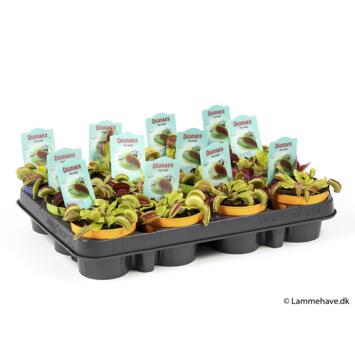 image DIONAEA MUSCIPULA P COLORE