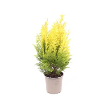 image CHAMAECYPARIS LAWSONIANA