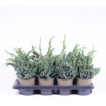 image JUNIPERUS MEYERI