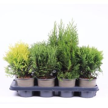 image THUJA VARIE