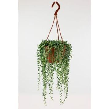 image SENECIO HERREIANUS SUSP