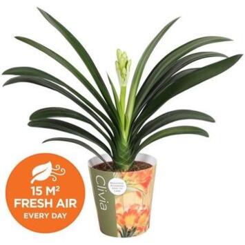 image CLIVIA MINIATA