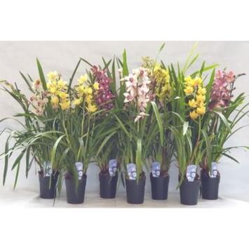 image CYMBIDIUM 3/4BR VARIES
